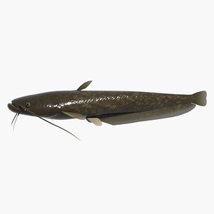 fish namazu 3d model