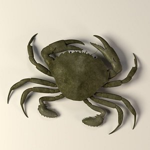 crab liocarcinus vernali 3ds