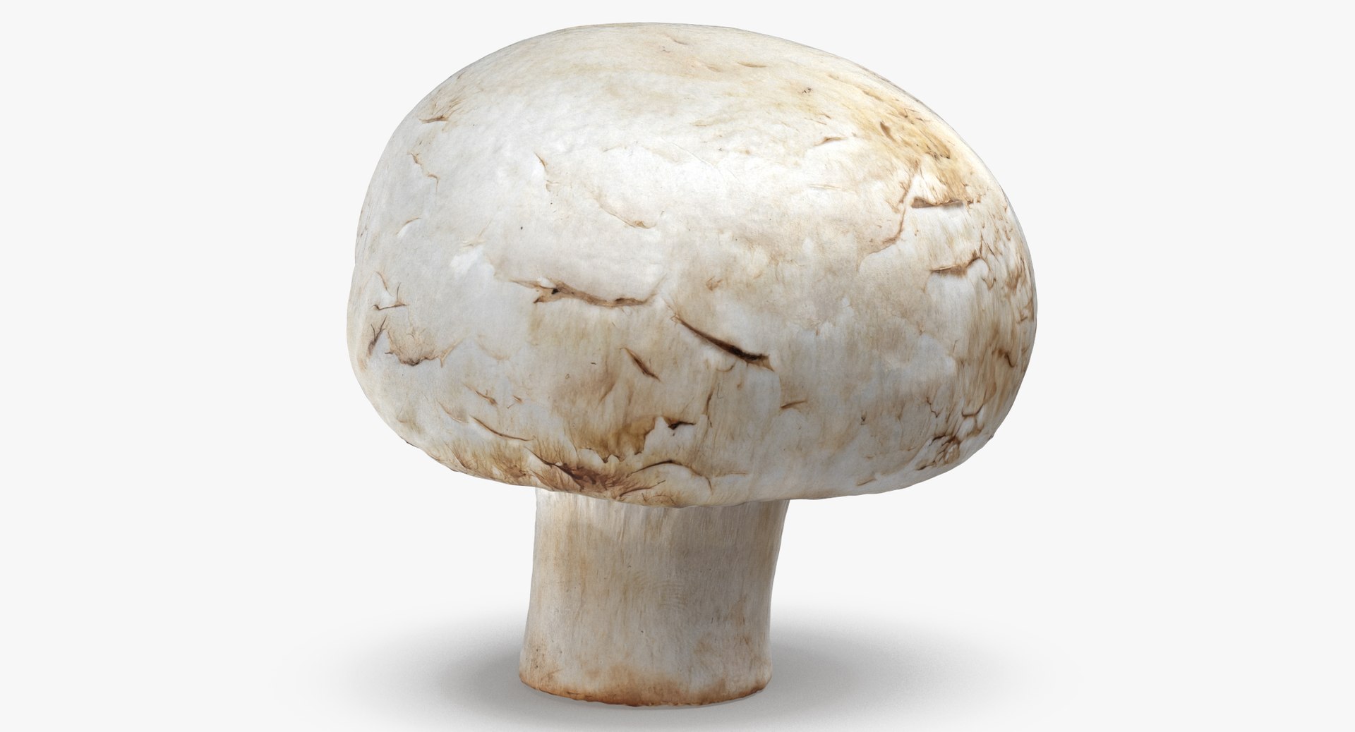3D White and Crimino Mashrooms Collection 01 - 8 models https://p.turbosquid.com/ts-thumb/YU/n32y87/W5/white_button_mushroom_05_thumbnail_0005/jpg/1635431521/1920x1080/fit_q87/65cd1691d4b15c6b76a66b107fba4d356b9ac44b/white_button_mushroom_05_thumbnail_0005.jpg