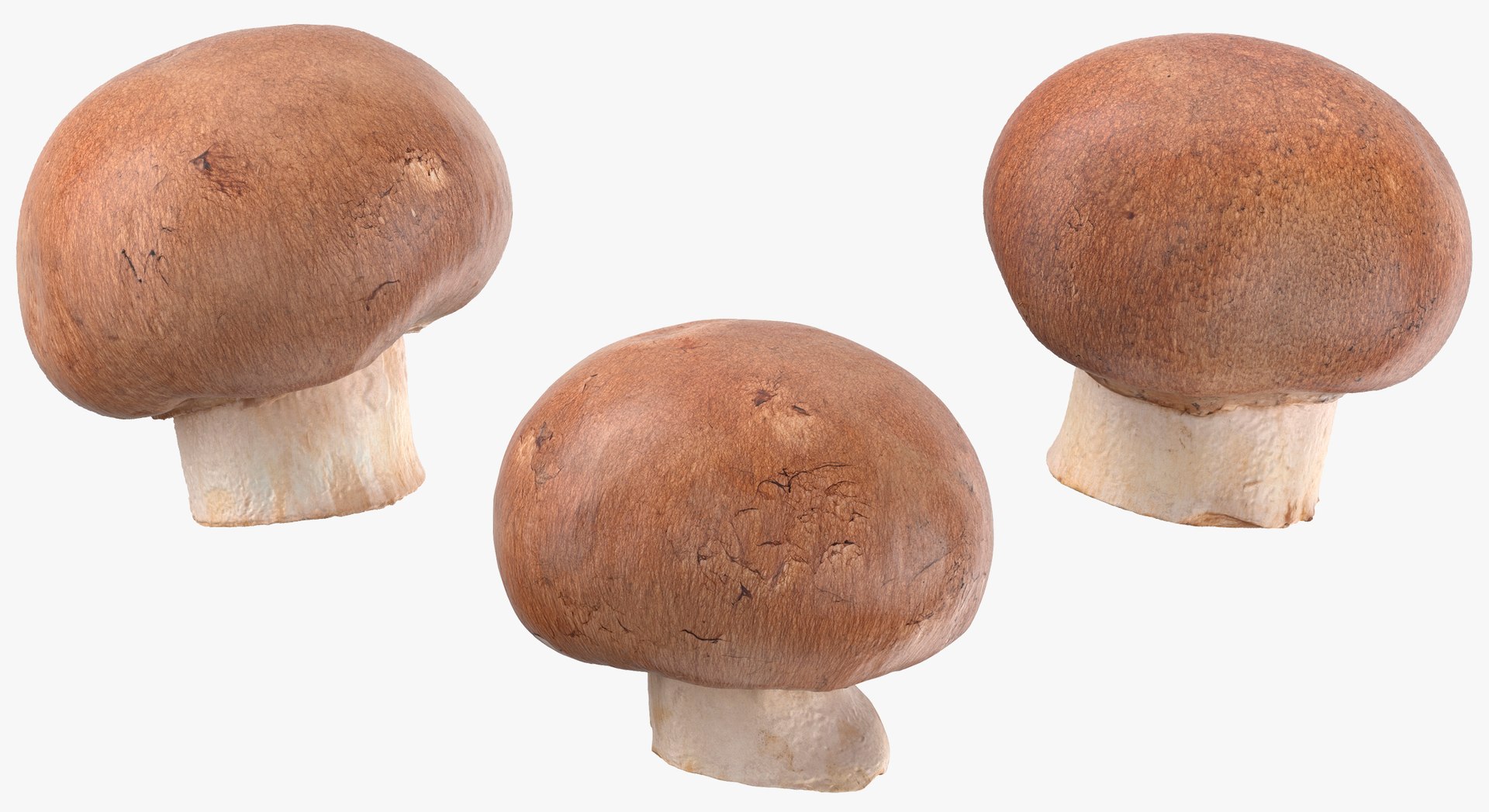 3D White and Crimino Mashrooms Collection 01 - 8 models https://p.turbosquid.com/ts-thumb/YU/n32y87/XS/3a/jpg/1635431423/1920x1080/fit_q87/99ee2e9a1745c986f009a83ee354f5261802f58f/3a.jpg