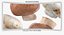 Collezione Mashrooms Bianco e Crimino 01 - 8 modelli