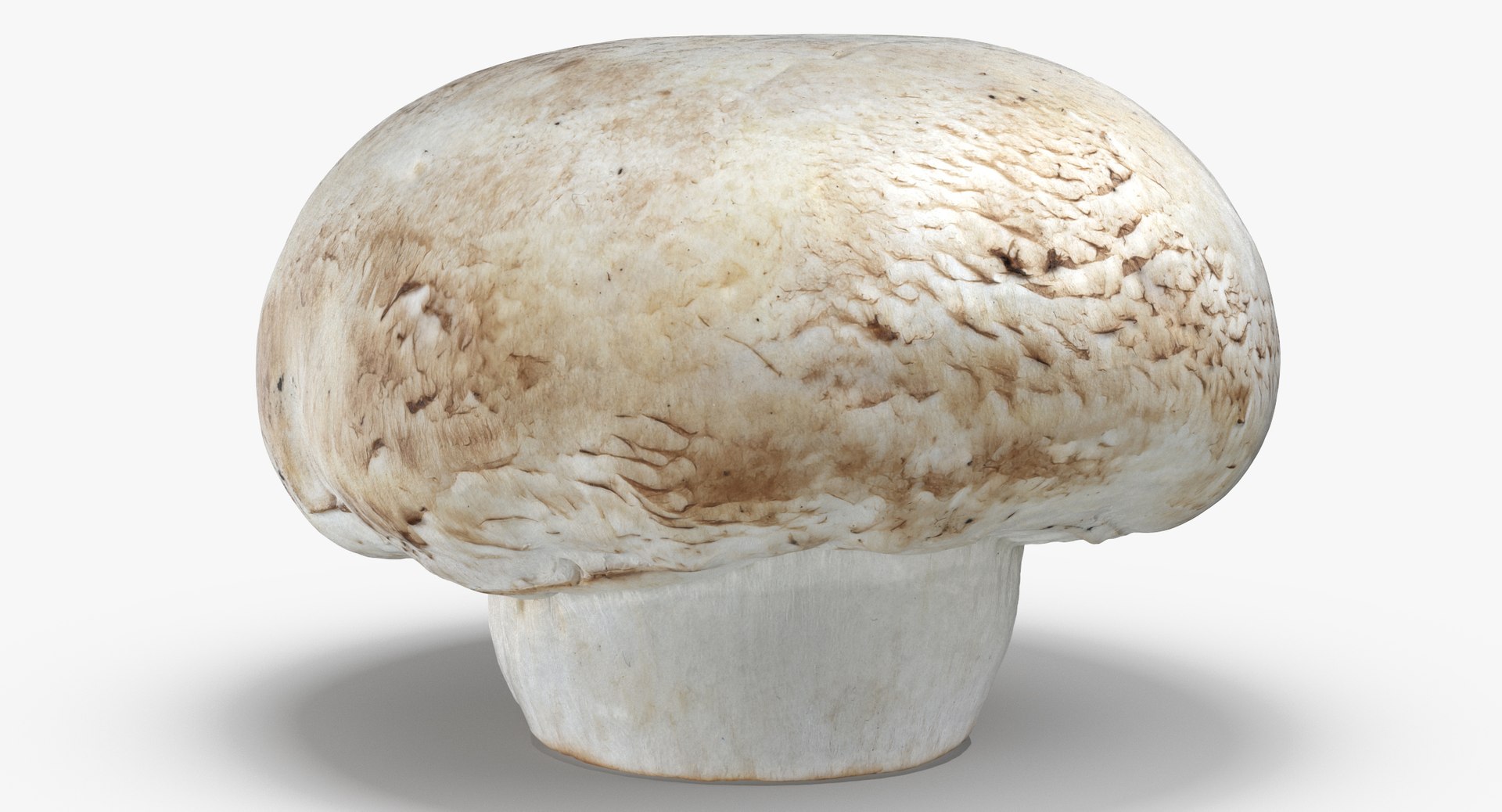 3D White and Crimino Mashrooms Collection 01 - 8 models https://p.turbosquid.com/ts-thumb/YU/n32y87/dI/white_button_mushroom_01_thumbnail_0001/jpg/1635431527/1920x1080/fit_q87/05065626a3456a4175594870ef7d8a95fb336583/white_button_mushroom_01_thumbnail_0001.jpg