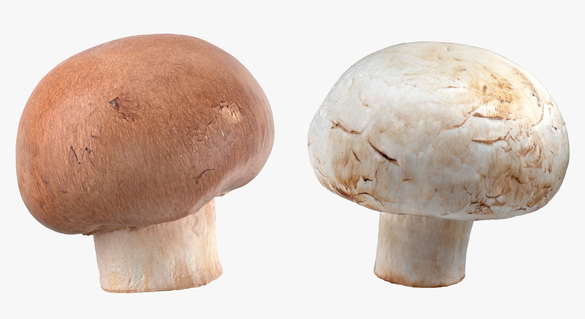 3D White and Crimino Mashrooms Collection 01 - 8 models https://p.turbosquid.com/ts-thumb/YU/n32y87/mo/46b/jpg/1635431422/1920x1080/fit_q87/df6a61b8e4b1842daebefd49e7e19c3eb6a0d32e/46b.jpg