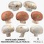 Collezione Mashrooms Bianco e Crimino 01 - 8 modelli