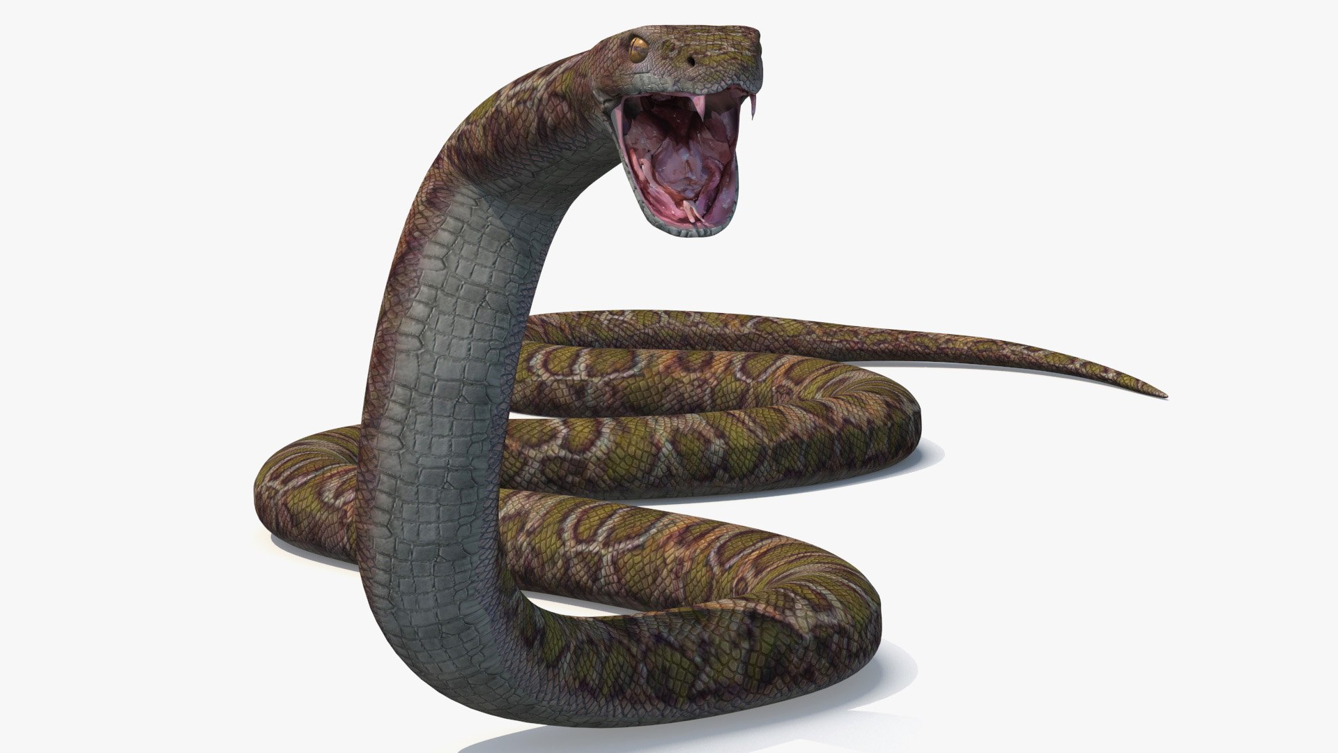 anacondas snakes 3d model