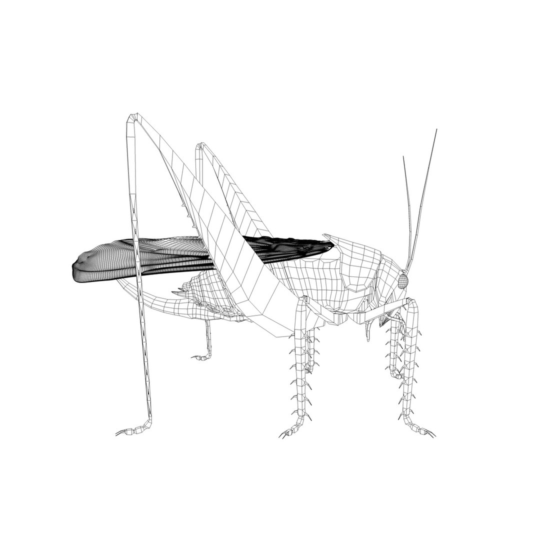 grasshopper 3d c4d https://p.turbosquid.com/ts-thumb/YU/oF9Bo1/DGfsdKBh/grasshoppergfcmwire01c/jpg/1317802164/1920x1080/fit_q87/b26474b669ecaa4705b63a721254731f332a5766/grasshoppergfcmwire01c.jpg