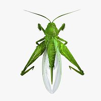 Grasshopper