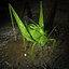 Grasshopper