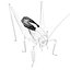 Grasshopper