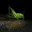 Grasshopper