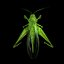 Grasshopper