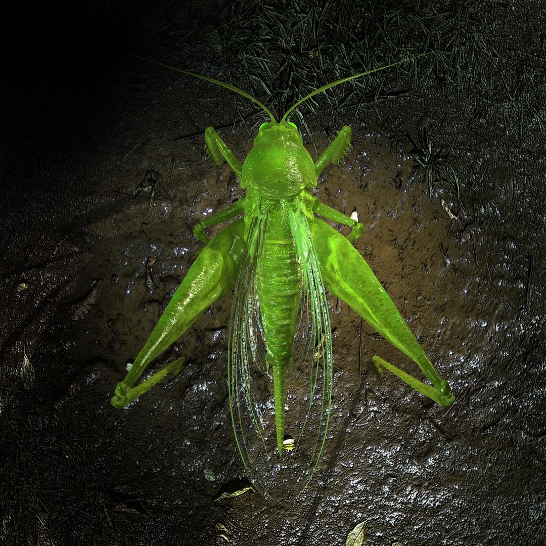 grasshopper 3d c4d https://p.turbosquid.com/ts-thumb/YU/oF9Bo1/xZmaSQVD/grasshoppergfcm01c/jpg/1317802164/1920x1080/fit_q87/004d061d828b03c61ce4be93580a37c41fc28cee/grasshoppergfcm01c.jpg