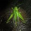 Grasshopper