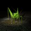 Grasshopper