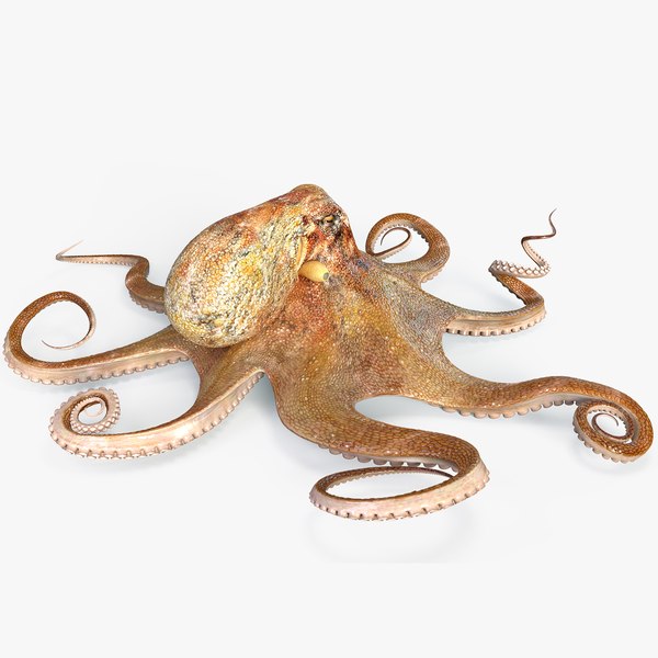 modelo 3d Octopus Rigged Multicolor - TurboSquid 2102756