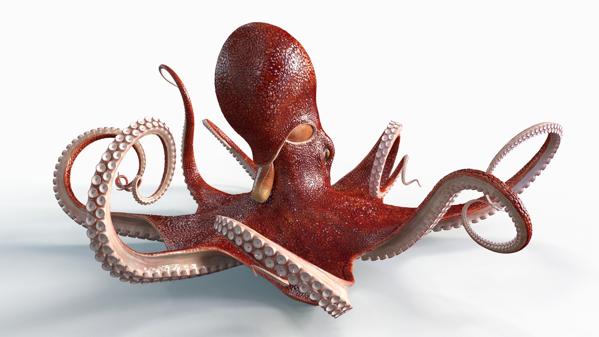 Octopus Rigged Multicolor 3D - TurboSquid 2102756
