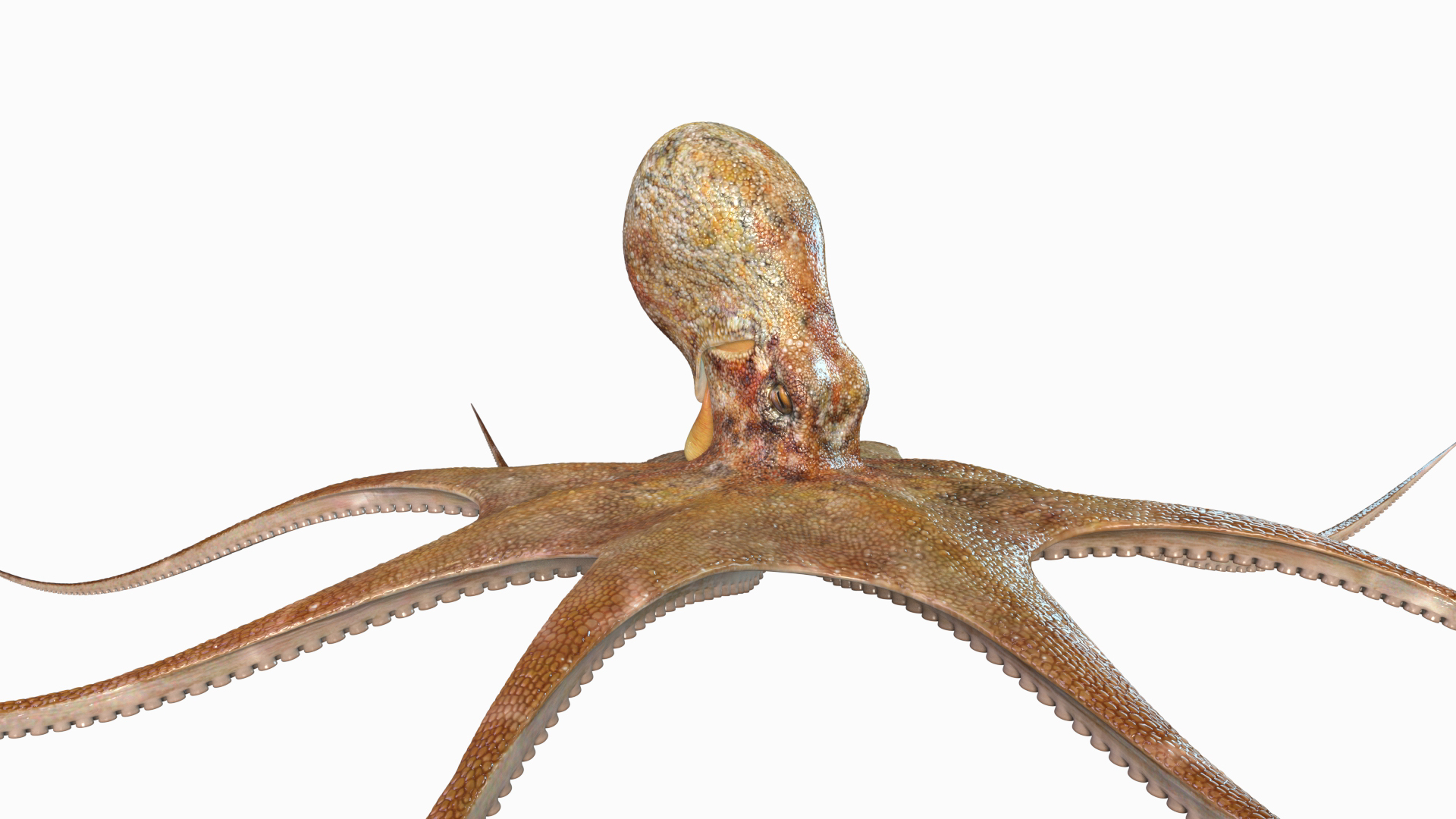 Octopus Rigged Multicolor 3D - TurboSquid 2102756