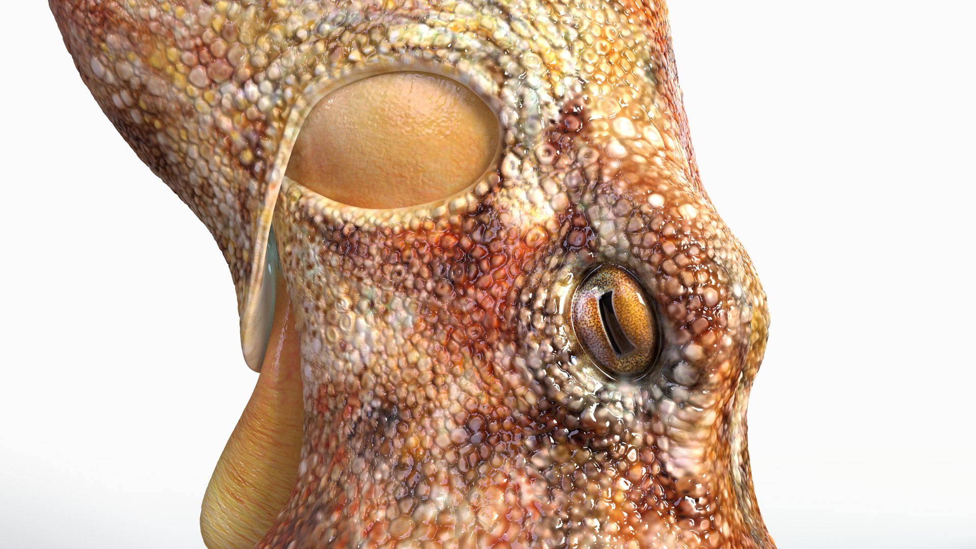 Octopus Rigged Multicolor 3D - TurboSquid 2102756