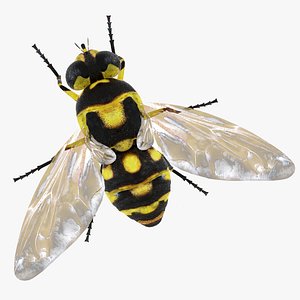 Fly