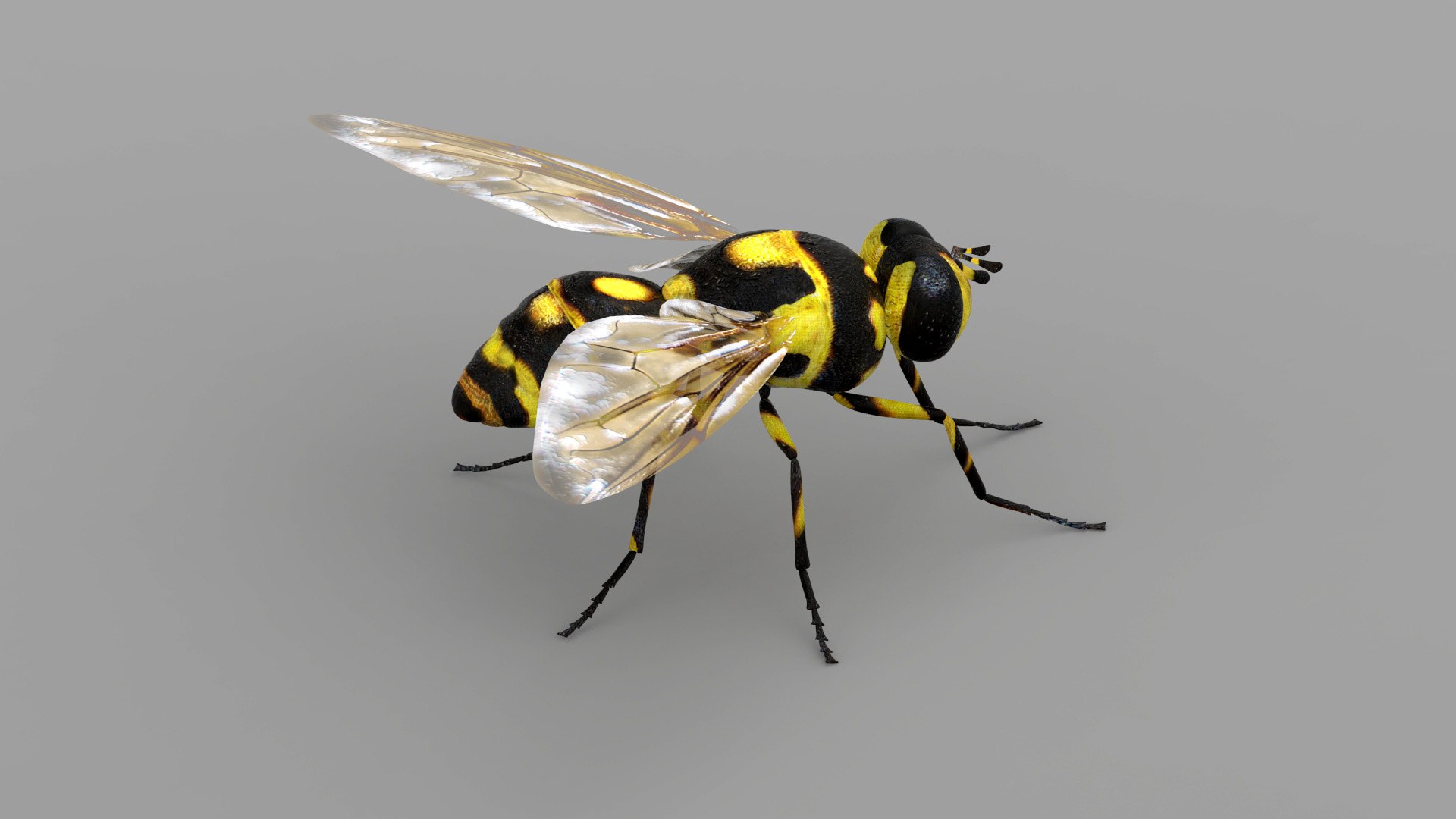 3ds max fly https://p.turbosquid.com/ts-thumb/YV/7DDqoW/KlpRSW0r/fl1200mater.14/jpg/1585232631/1920x1080/fit_q87/3bbcfc1f90d275df9ed0cb3a6ac26d62b3399246/fl1200mater.14.jpg