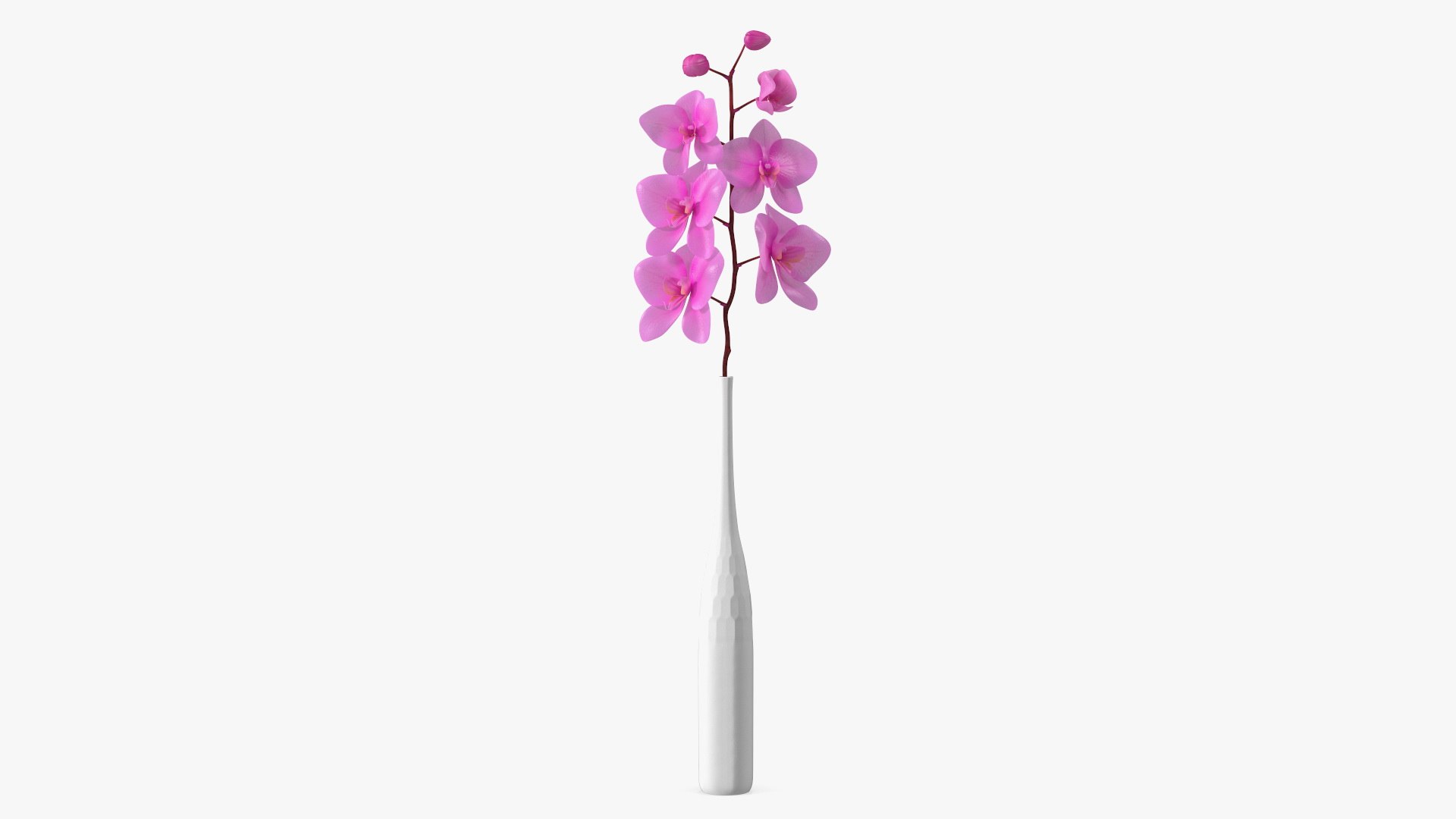 Pink Orchid Stem in Tall Vase 3D model preview