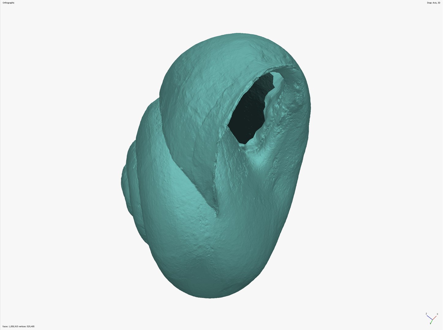 SNAIL SHELL CROSS-POLARIZED 3D SCAN  LOW HIGH POLY 3D MODEL 16k 8k TEXTURES 3D model https://p.turbosquid.com/ts-thumb/YV/ASyZWP/5A/snail_scr__0007_screenshot_14/jpg/1649063455/1920x1080/fit_q87/3f073e87102a076525b13261b2fcdaee35cd4876/snail_scr__0007_screenshot_14.jpg