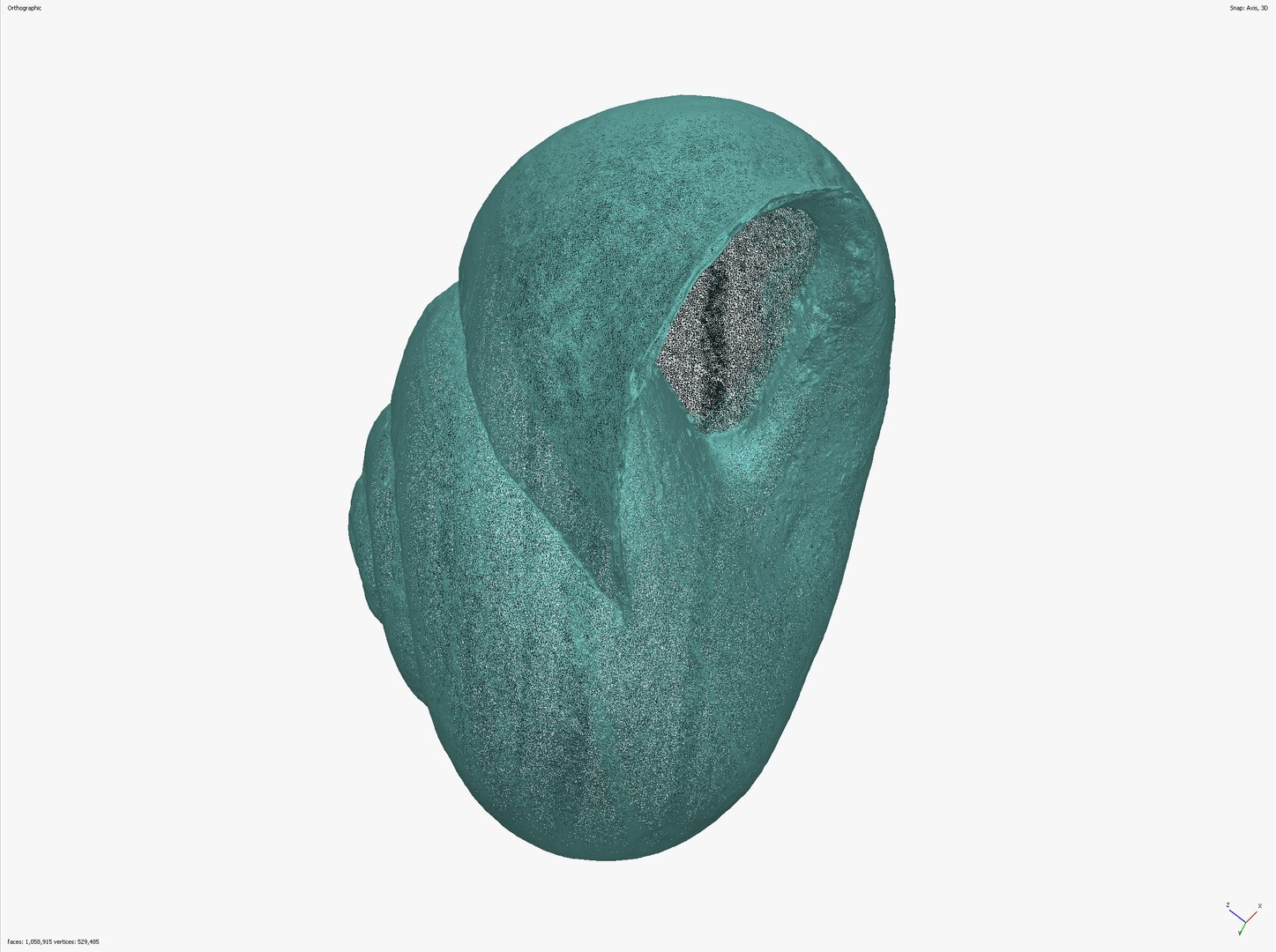 SNAIL SHELL CROSS-POLARIZED 3D SCAN  LOW HIGH POLY 3D MODEL 16k 8k TEXTURES 3D model https://p.turbosquid.com/ts-thumb/YV/ASyZWP/J3/snail_scr__0009_screenshot_12/jpg/1649063609/1920x1080/fit_q87/eccd200408e83b23d40e26d23fea14164c223057/snail_scr__0009_screenshot_12.jpg