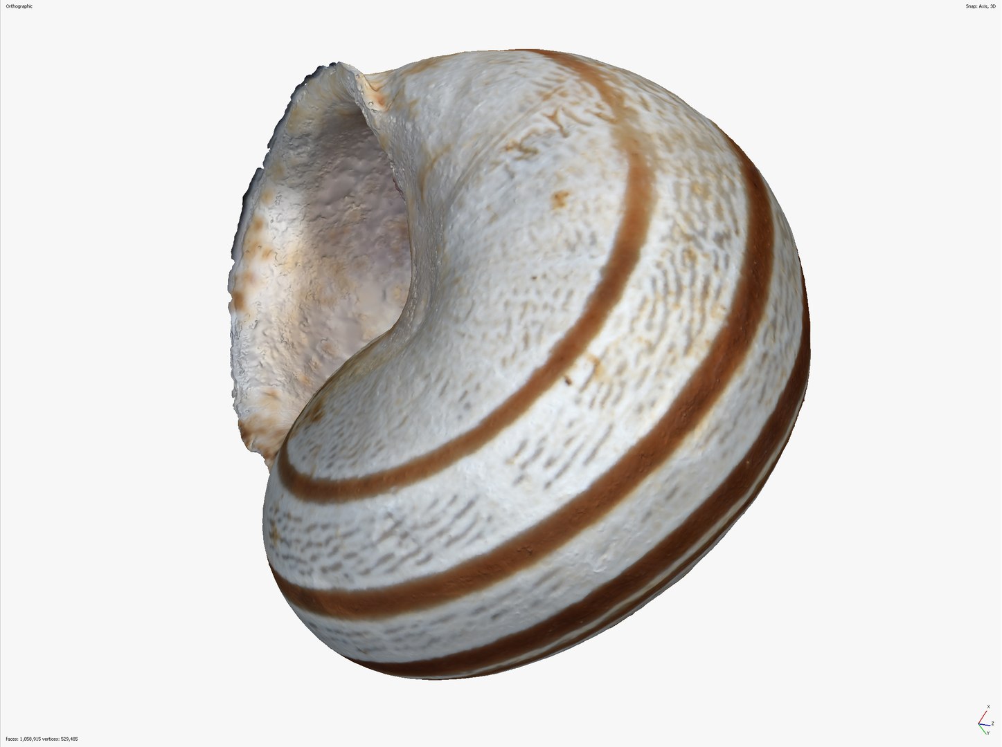 SNAIL SHELL CROSS-POLARIZED 3D SCAN  LOW HIGH POLY 3D MODEL 16k 8k TEXTURES 3D model https://p.turbosquid.com/ts-thumb/YV/ASyZWP/JZ/snail_scr__0006_screenshot_15/jpg/1649063491/1920x1080/fit_q87/17a2a452392dc50456bcecaf1d9ac67e6a087518/snail_scr__0006_screenshot_15.jpg