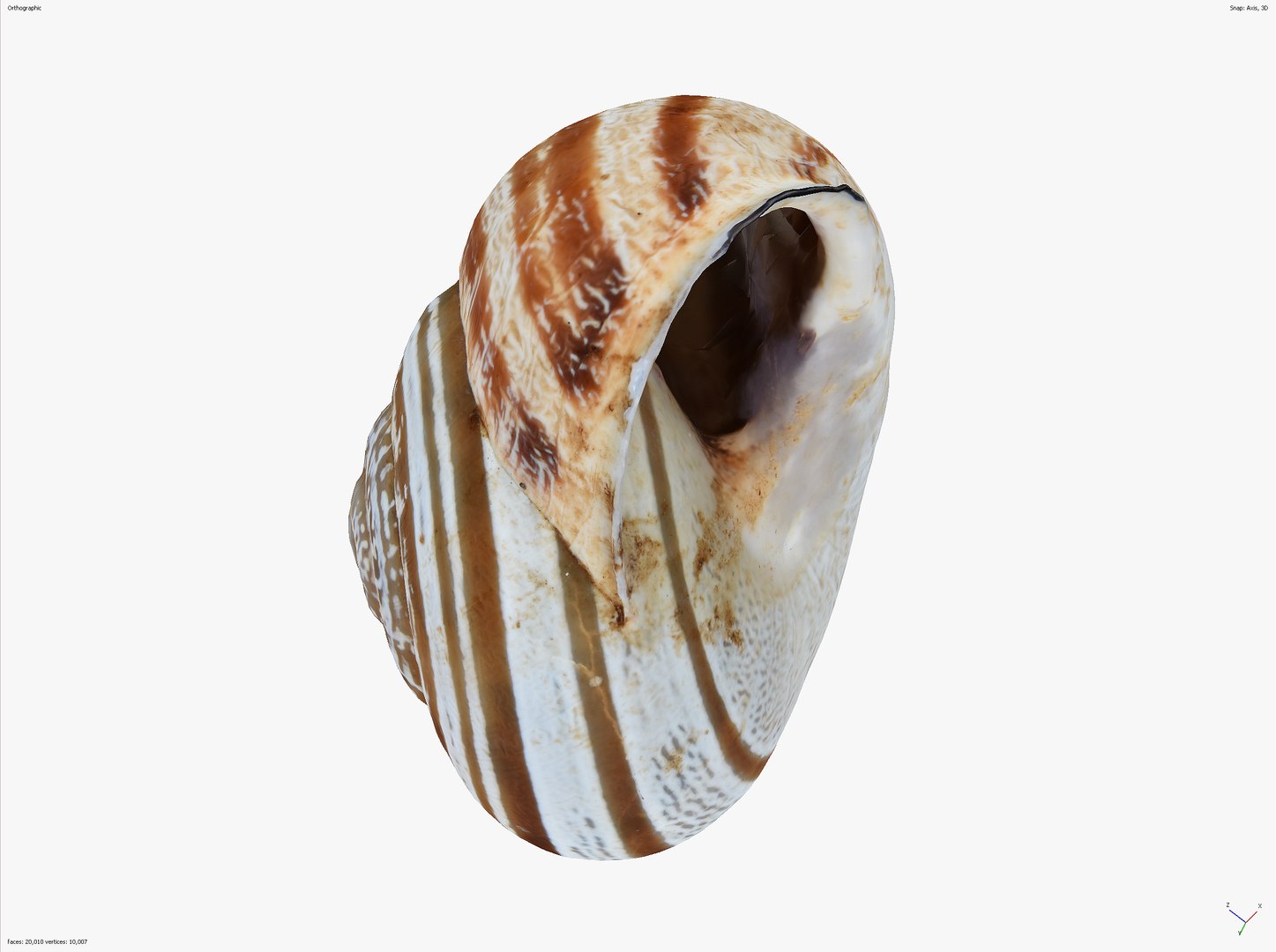 SNAIL SHELL CROSS-POLARIZED 3D SCAN  LOW HIGH POLY 3D MODEL 16k 8k TEXTURES 3D model https://p.turbosquid.com/ts-thumb/YV/ASyZWP/SU/snail_scr__0014_screenshot_7/jpg/1649063331/1920x1080/fit_q87/ed9aea0cd53789ff588079640285947a7ab4b5ee/snail_scr__0014_screenshot_7.jpg