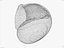 CARACOL SHELL CROSS-POLARIZADO 3D SCAN LOW HIGH POLY MODELO 3D 16k 8k TEXTURAS