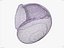 CARACOL SHELL CROSS-POLARIZADO 3D SCAN LOW HIGH POLY MODELO 3D 16k 8k TEXTURAS