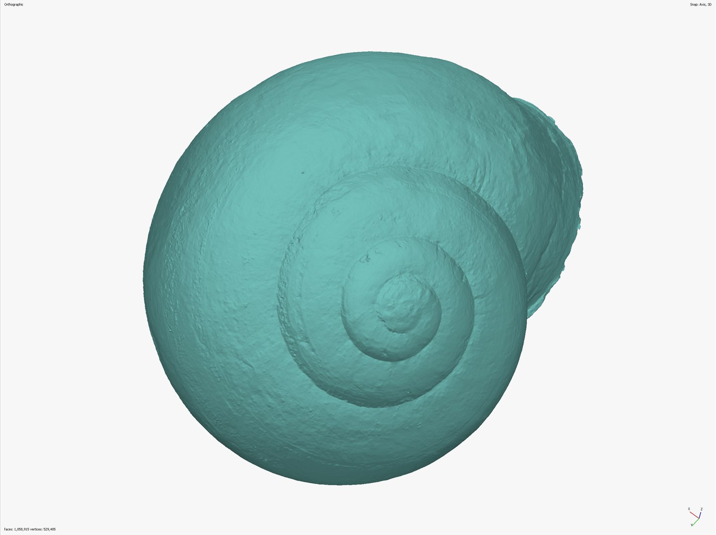 SNAIL SHELL CROSS-POLARIZED 3D SCAN  LOW HIGH POLY 3D MODEL 16k 8k TEXTURES 3D model https://p.turbosquid.com/ts-thumb/YV/ASyZWP/dy/snail_scr__0017_screenshot_4/jpg/1649063413/1920x1080/fit_q87/e0f79c8e42d9bdd84dade9fc5e0f212949c5e257/snail_scr__0017_screenshot_4.jpg