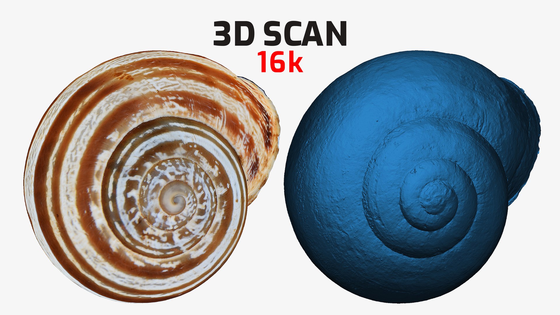 SNAIL SHELL CROSS-POLARIZED 3D SCAN  LOW HIGH POLY 3D MODEL 16k 8k TEXTURES 3D model https://p.turbosquid.com/ts-thumb/YV/ASyZWP/kP/snail_c2/jpg/1649024655/1920x1080/fit_q87/d0d9759a02483ab53bd903461d11fd05b19131fe/snail_c2.jpg