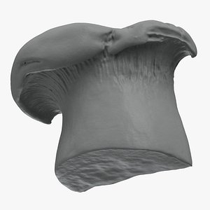 King Trumpet Mushroom Slice Scan