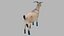 3D Goat OBJ
