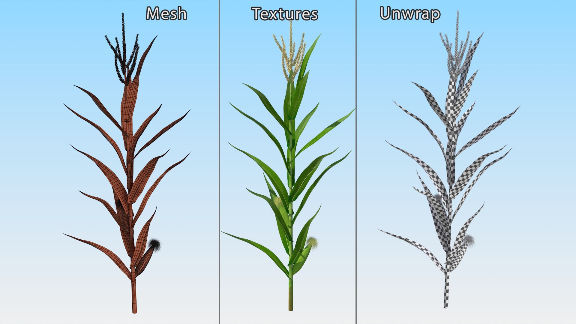 Realistic Corn Plant 3D - TurboSquid 2329249