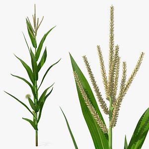 Realistic Corn Plant