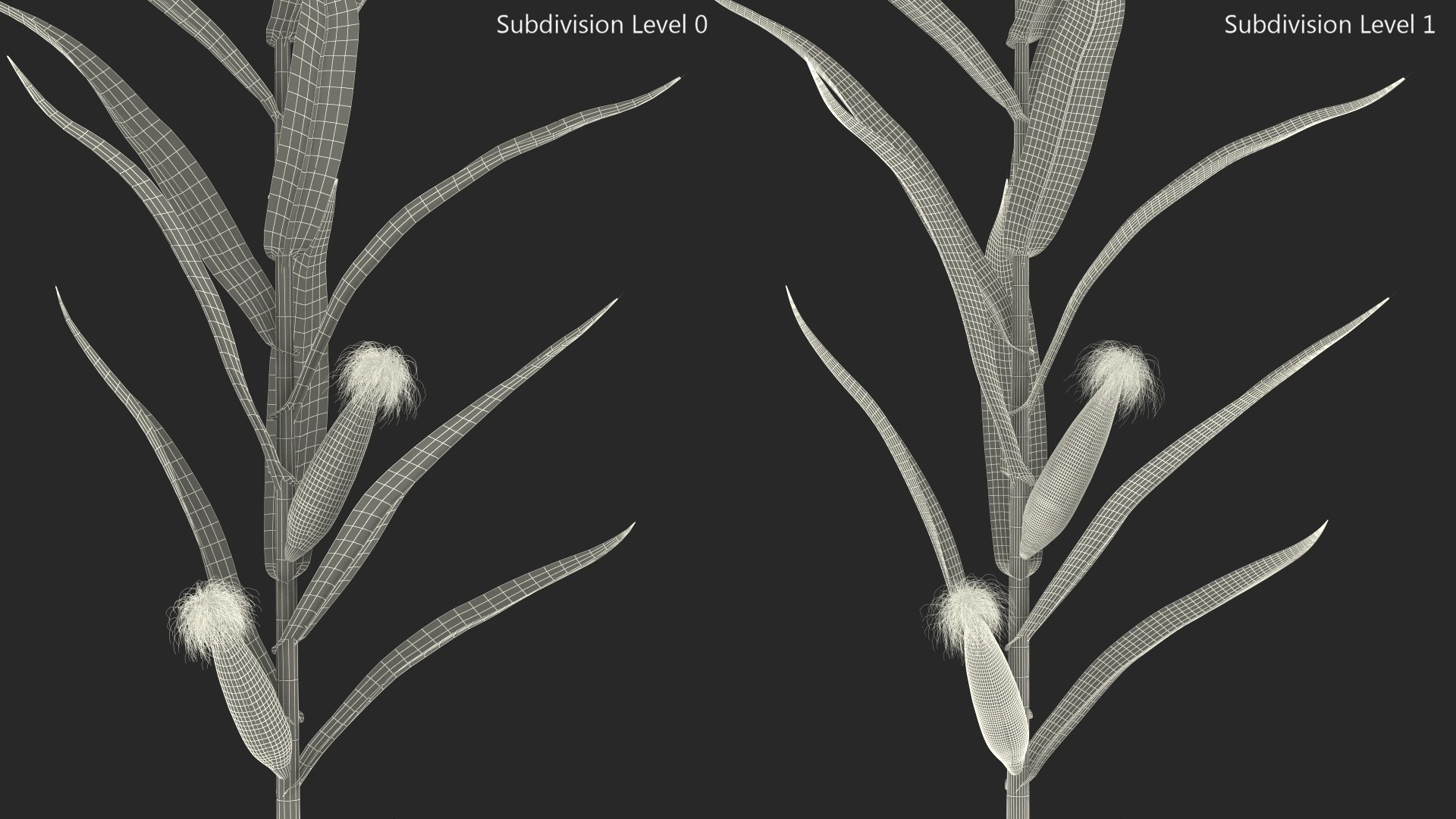 Realistic Corn Plant 3D - TurboSquid 2329249