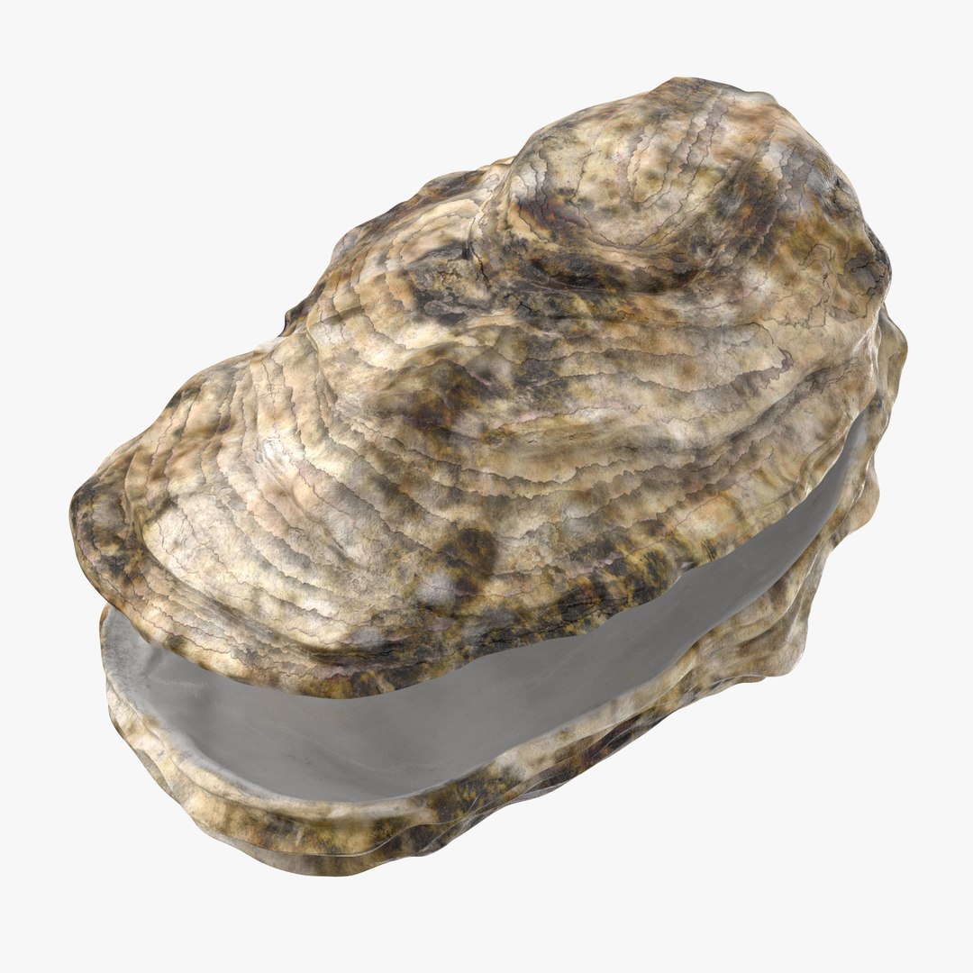 Sea Shells Oyster 3D Model - TurboSquid 1175351
