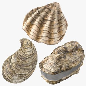 sea shells oyster 3D model