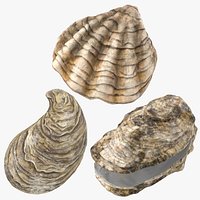 Oyster Shells