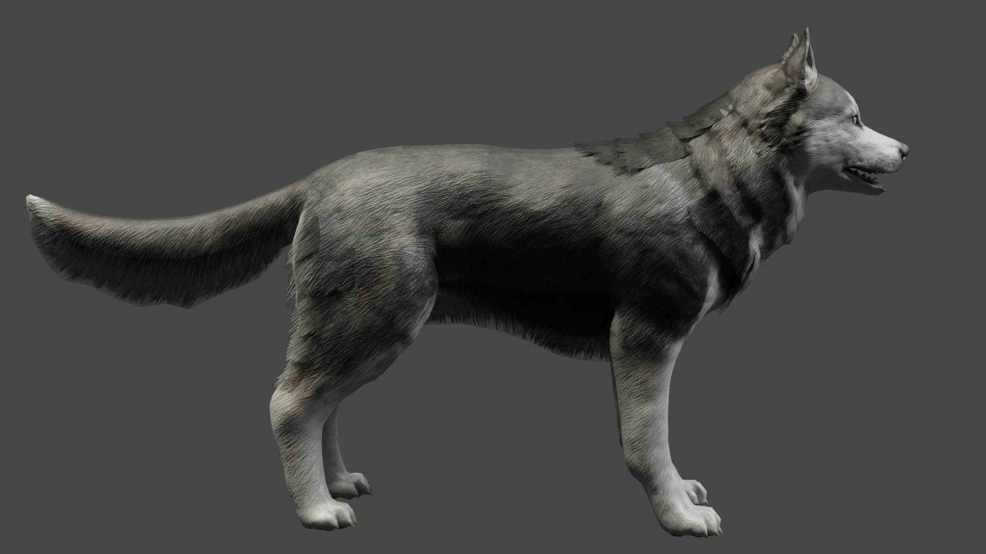 3D DOG - HUSKY https://p.turbosquid.com/ts-thumb/YV/jdI0EG/FS/6/png/1676899498/1920x1080/fit_q87/427df4e35f5af1708f91a32bf8f2731a6c90064c/6.jpg