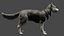 DOG - HUSKY
