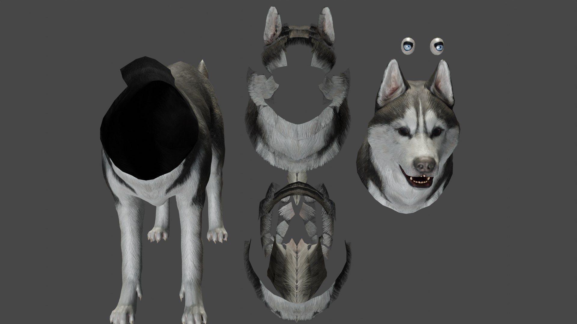 3D DOG - HUSKY https://p.turbosquid.com/ts-thumb/YV/jdI0EG/Na/13/png/1676899491/1920x1080/fit_q87/ed2e424414451fb6b89aa5dd33626e1087749845/13.jpg