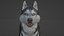 DOG - HUSKY