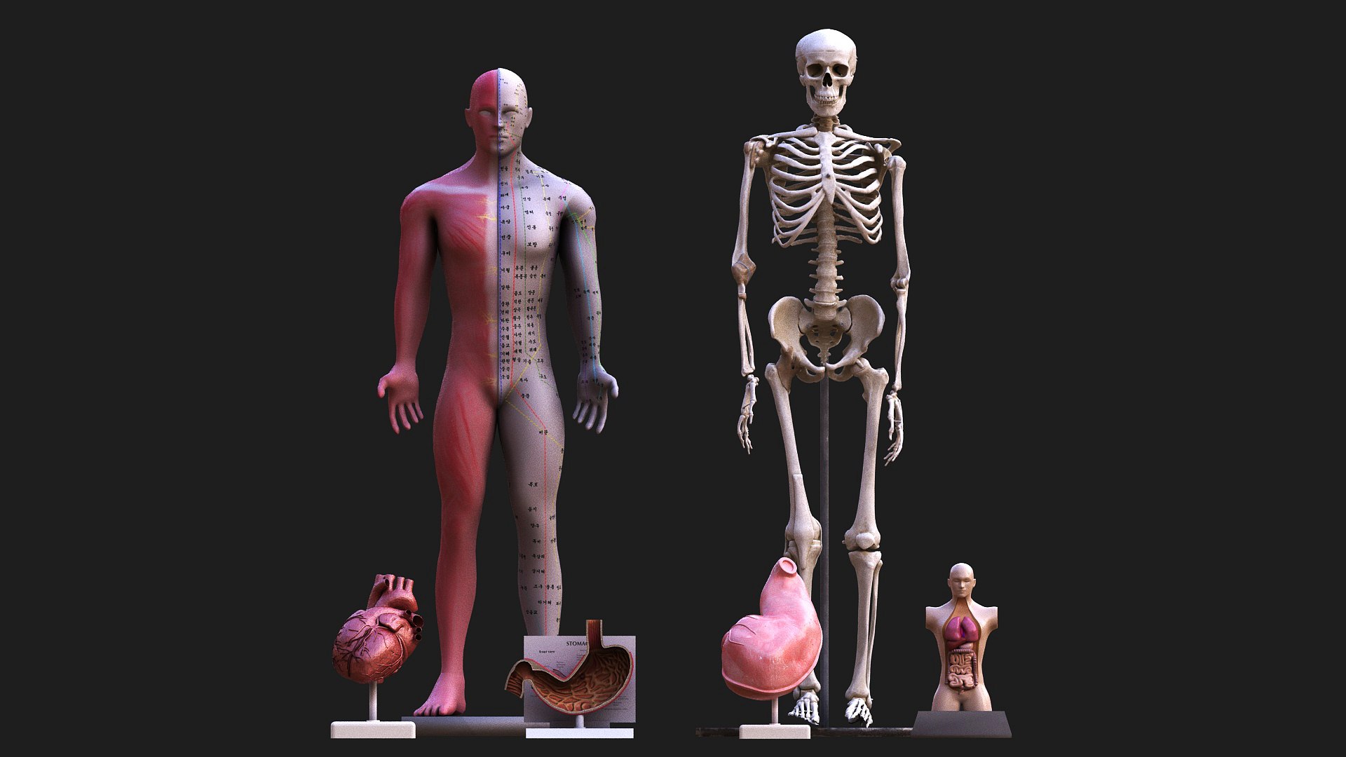 3D Model Body Anatomy Collection Biology Diagrams