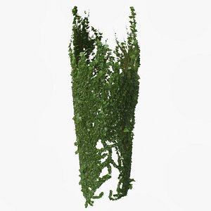 3D ivy plant nature model
