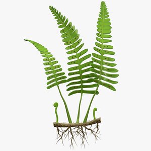 3D fern plant roots rhizome