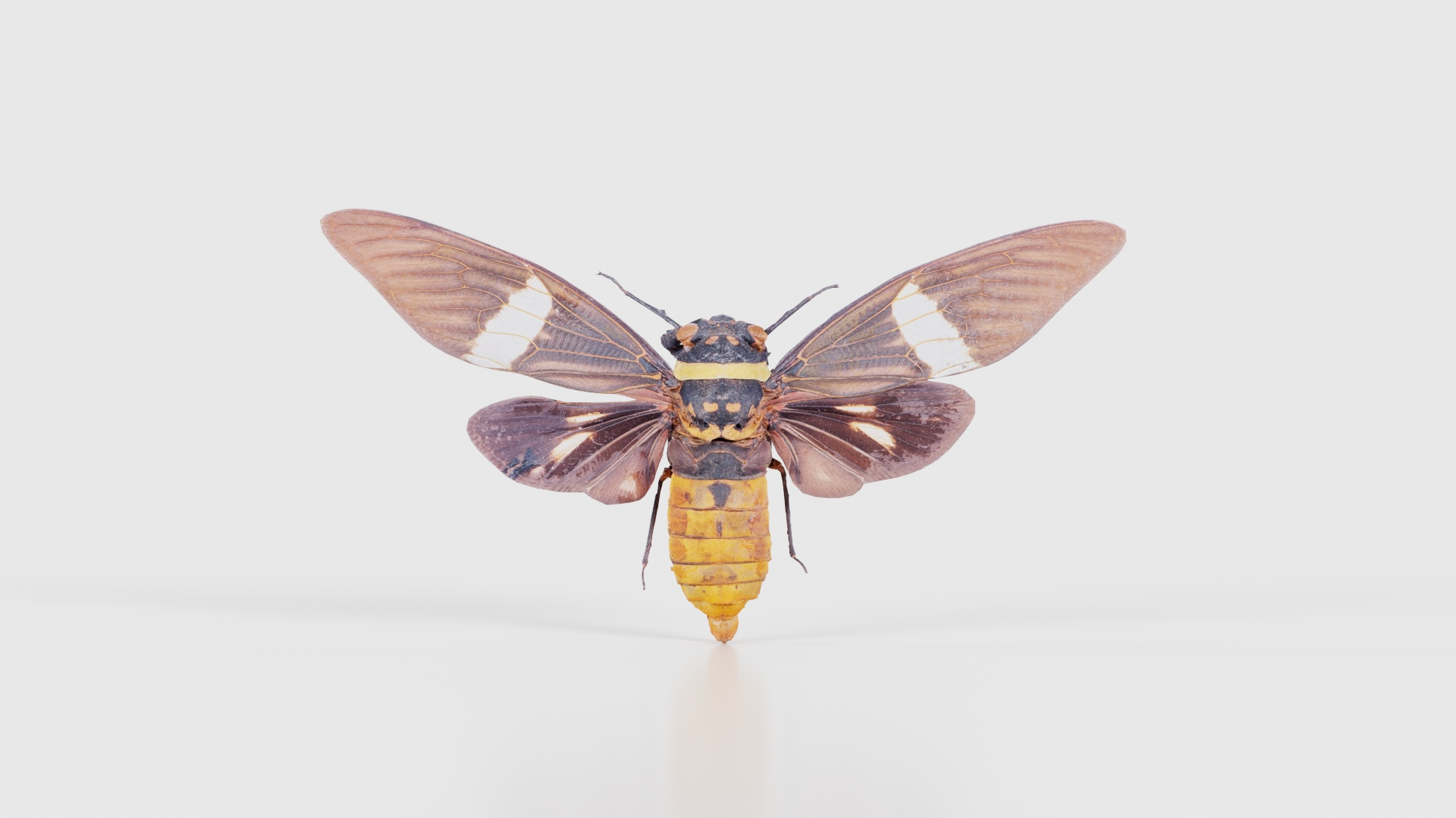Tosena Fasciata Sumatra Remastered model https://p.turbosquid.com/ts-thumb/YW/ImM16c/3V/tosena_fasciata_sumatra_z_turntable/jpg/1740083832/1920x1080/turn_fit_q99/efdb9a1dca284b08696645eb6e0bd51e4bd36fa0/tosena_fasciata_sumatra_z_turntable-1.jpg