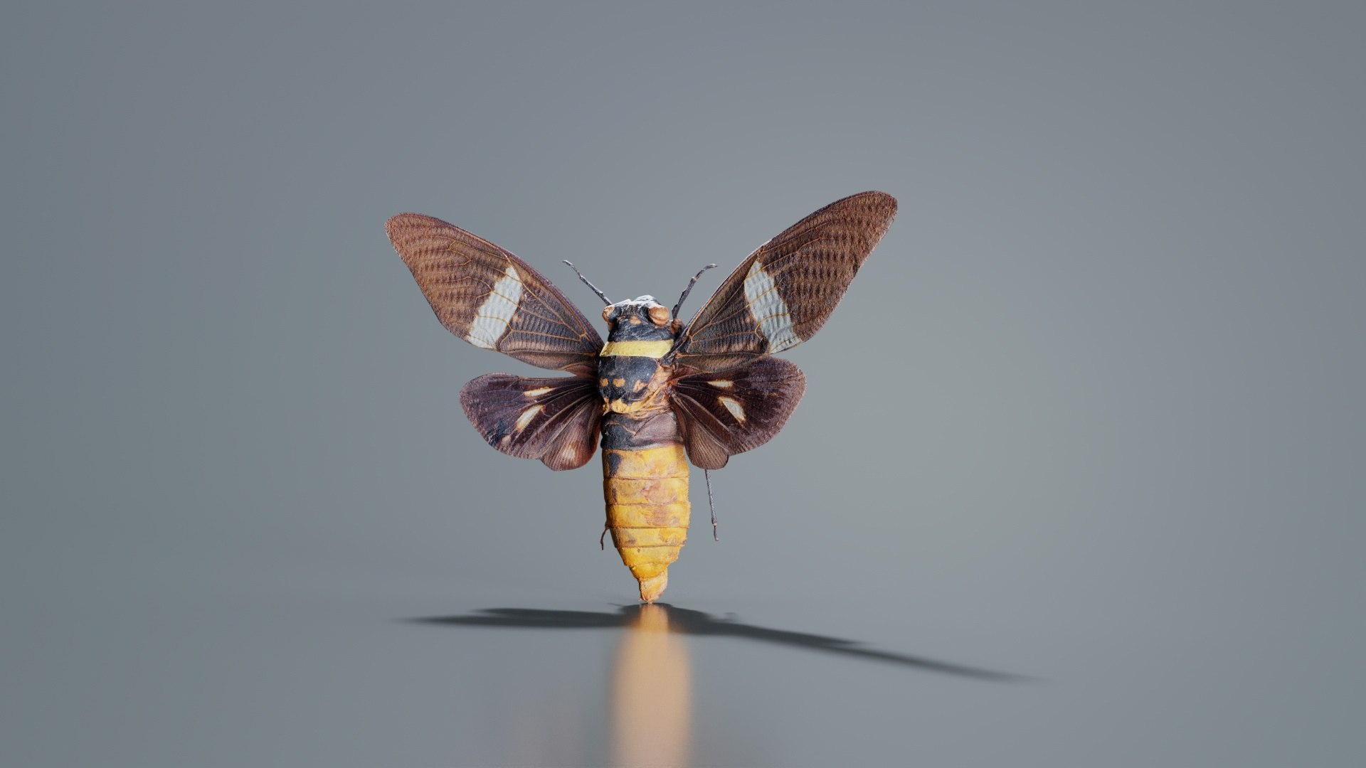 Tosena Fasciata Sumatra Remastered model https://p.turbosquid.com/ts-thumb/YW/ImM16c/3x/tosena_fasciata_sumatra_04/jpg/1740083799/1920x1080/fit_q87/4a64e2b5b767b9cefb5dfc986ab663ccd18b56e8/tosena_fasciata_sumatra_04.jpg